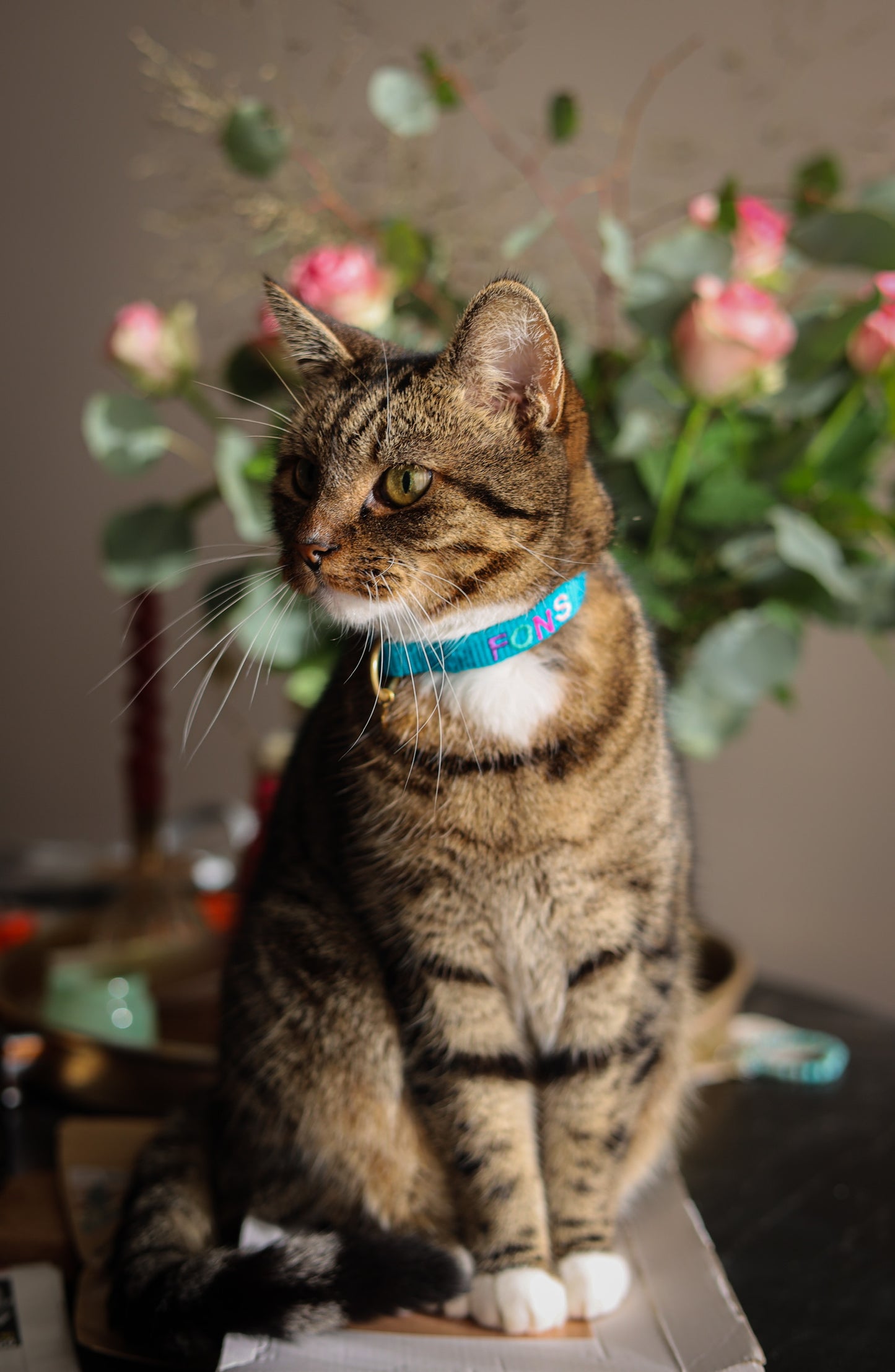 Cat collar with name - Teal