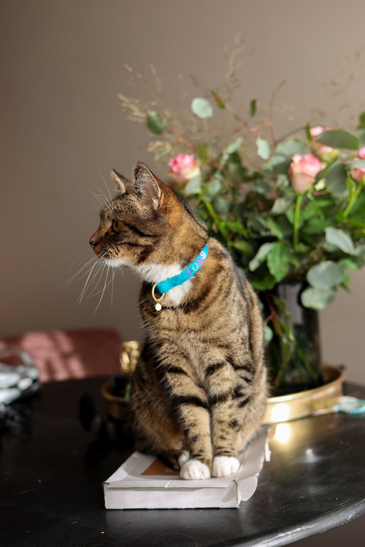 Cat collar with name - Teal