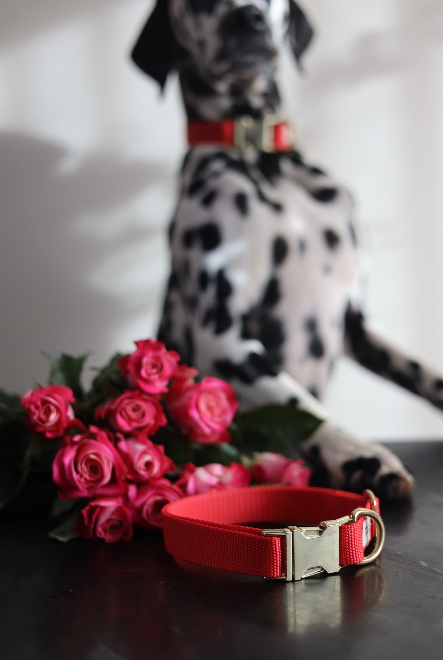 Happy Valentine Limited Edition dog collar
