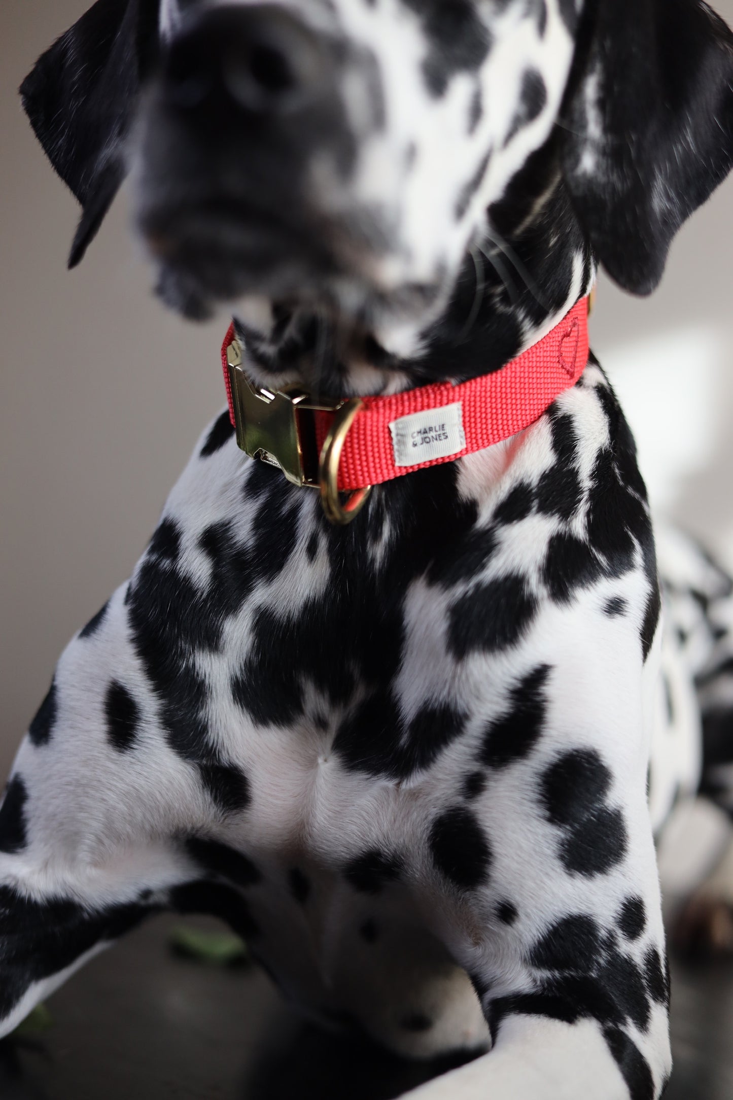 Happy Valentine Limited Edition dog collar