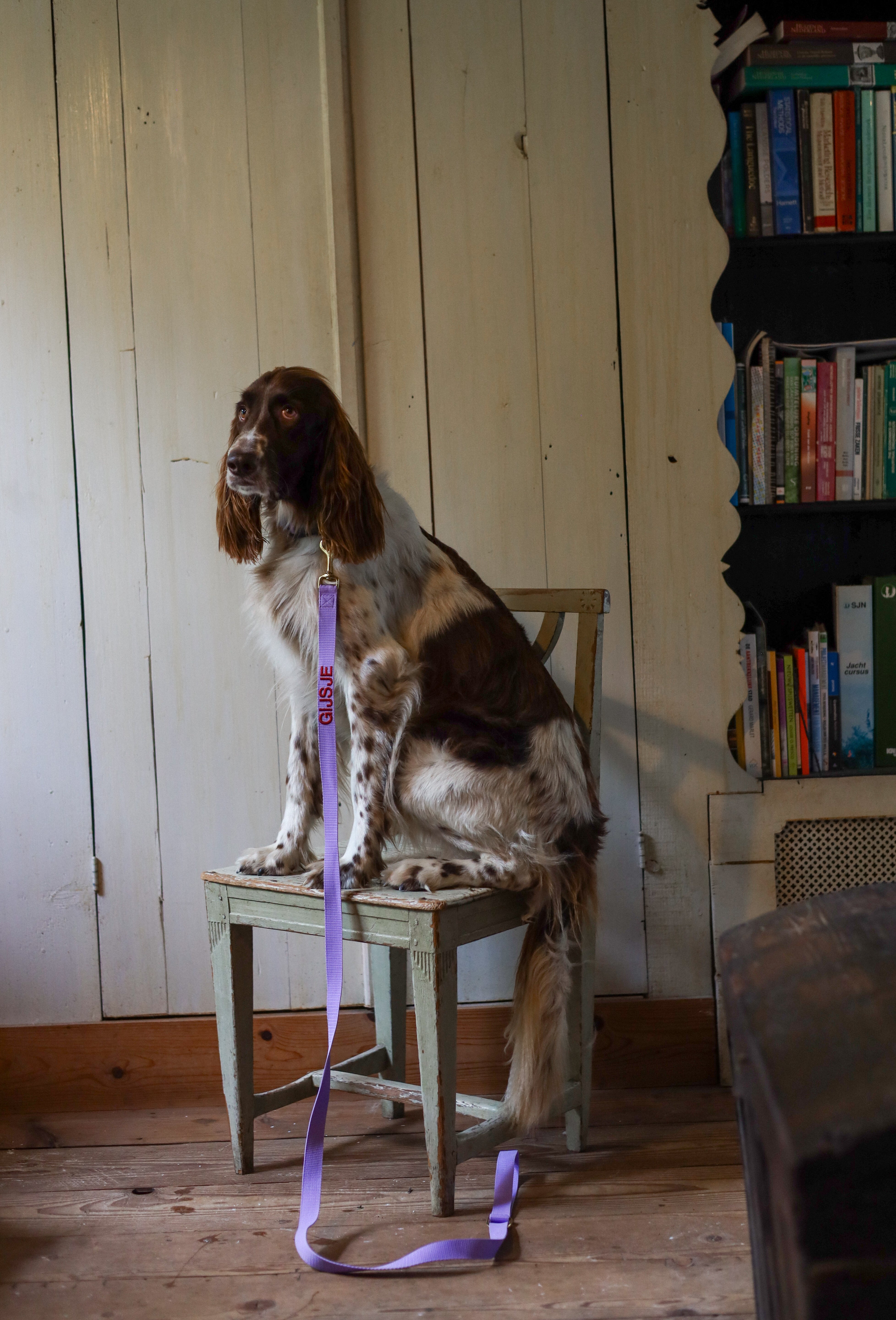 City Leash with name Royal Blue