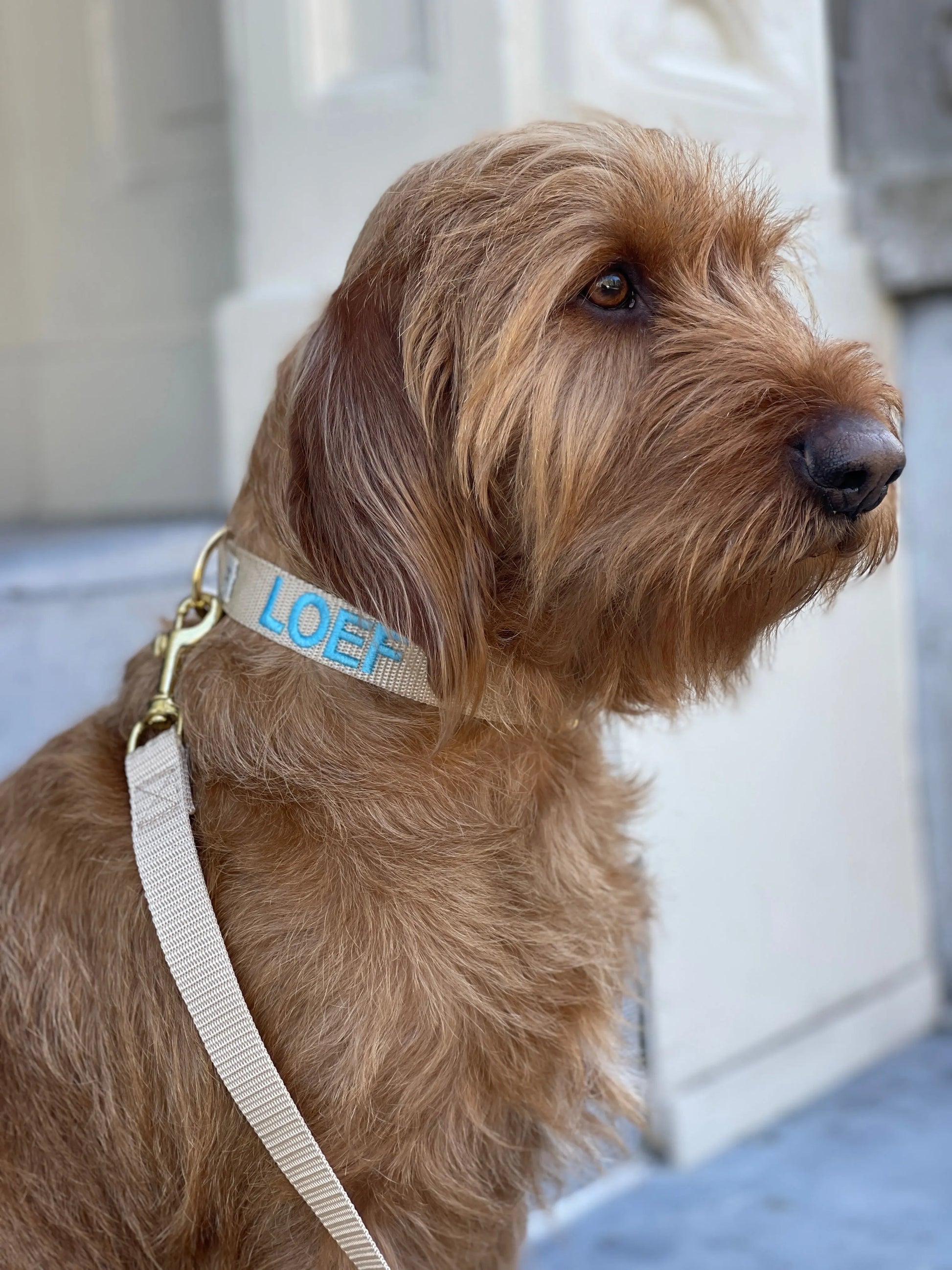 Halsband met naam Beige Charliejoness