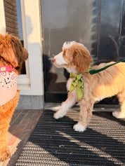 Pistachio Bandana with name