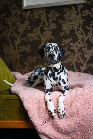 The Teddy Blanket Soft Pink