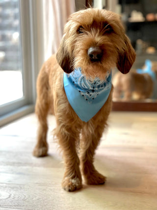 Baby blue Bandana with name