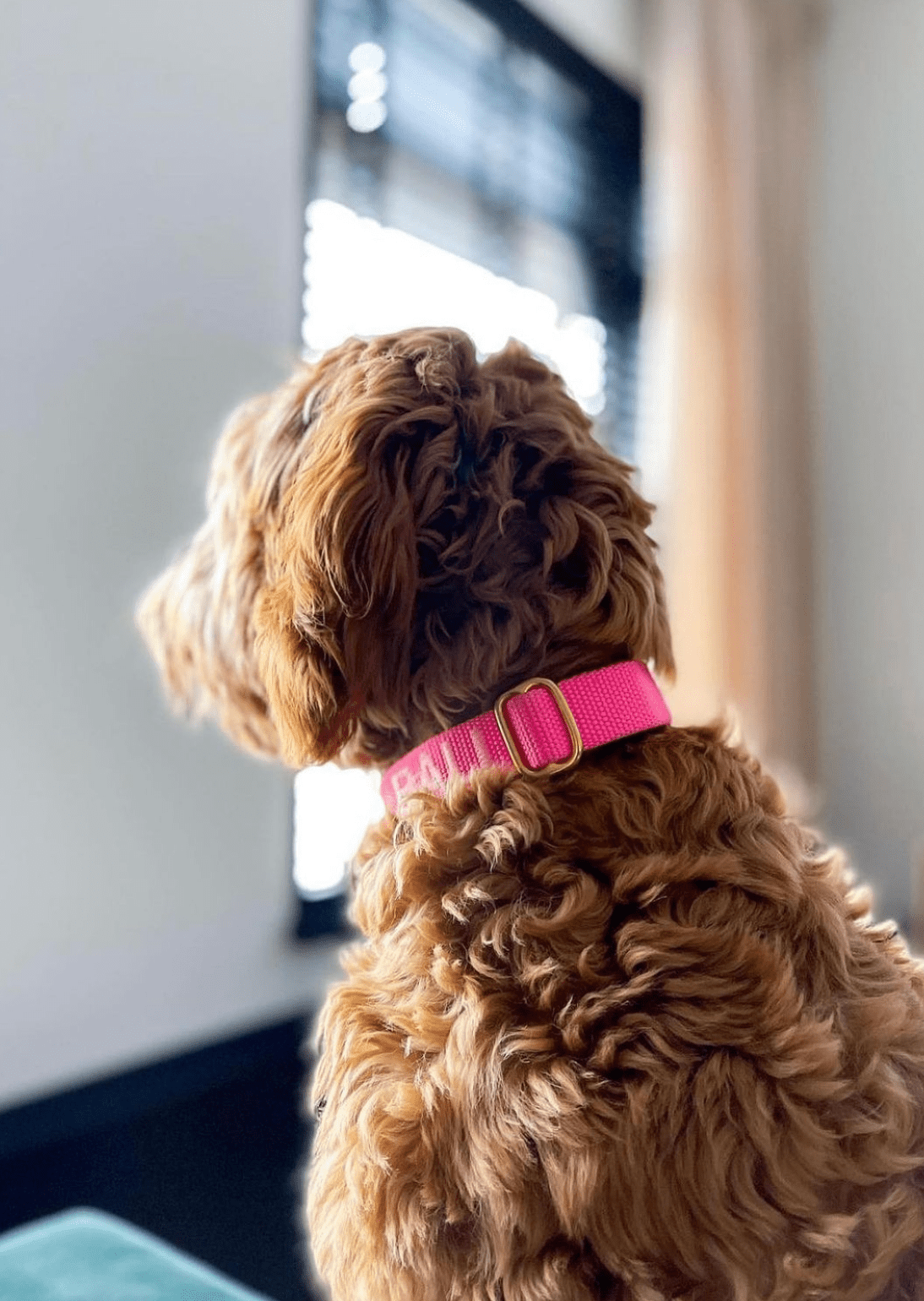 Puppy collar with name Soft Pink