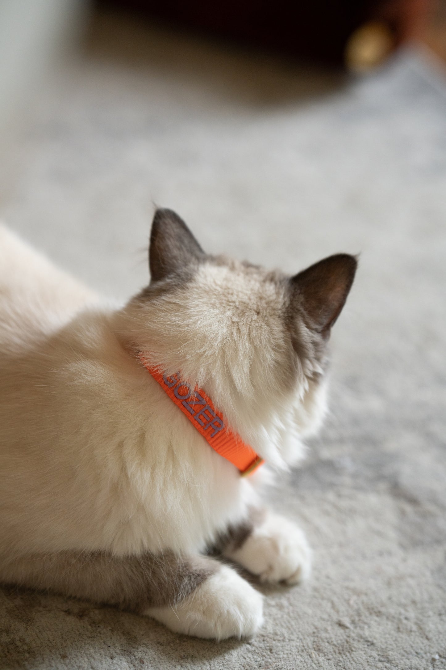 Katzenhalsband mit Namen - Orange