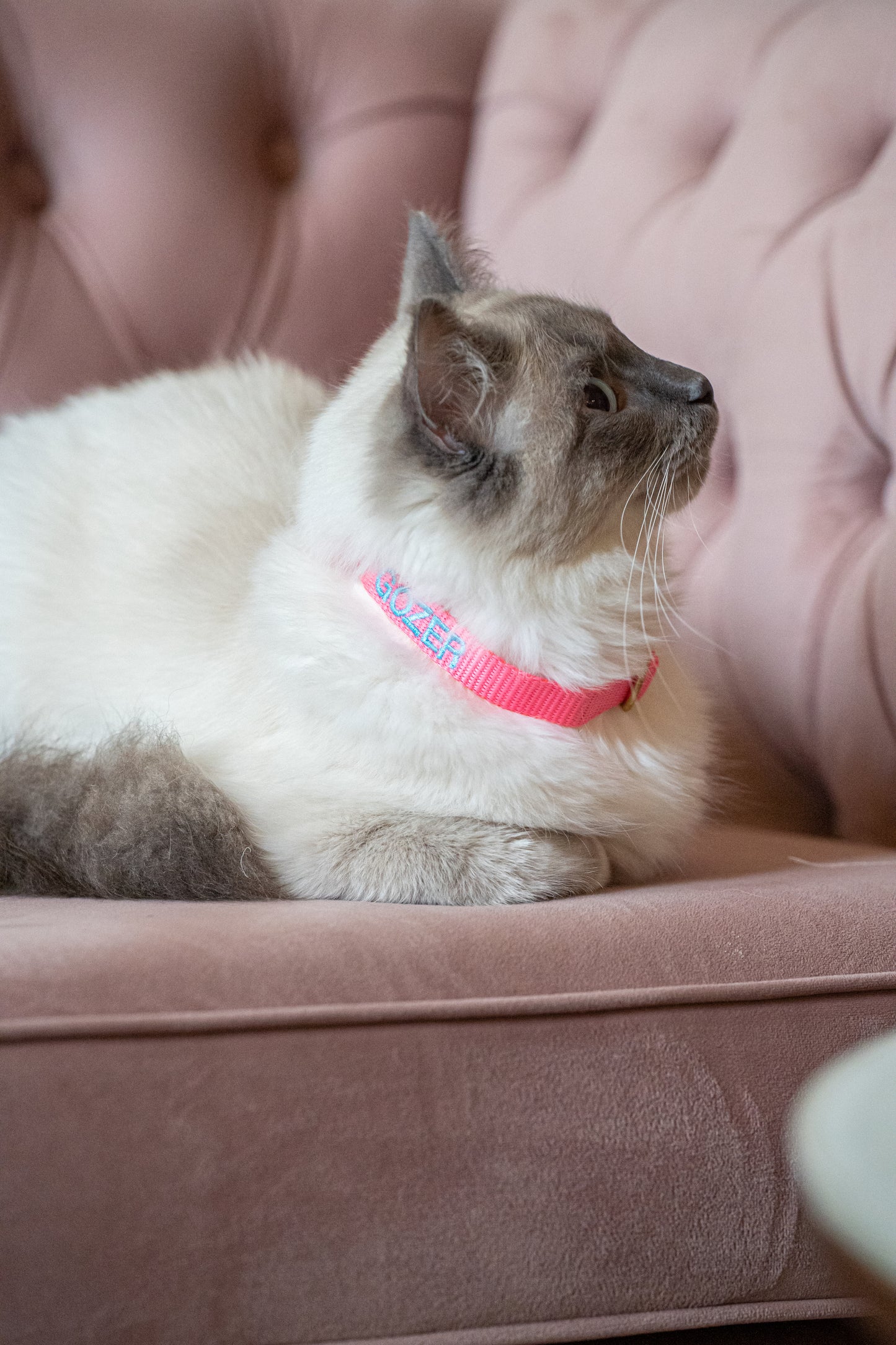 Katten halsband met naam - Soft Pink