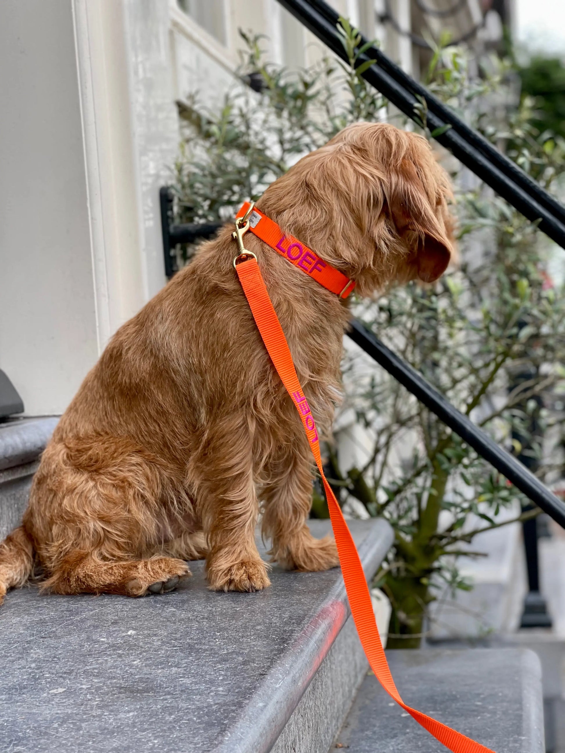 Halsband met naam Orange Charliejoness