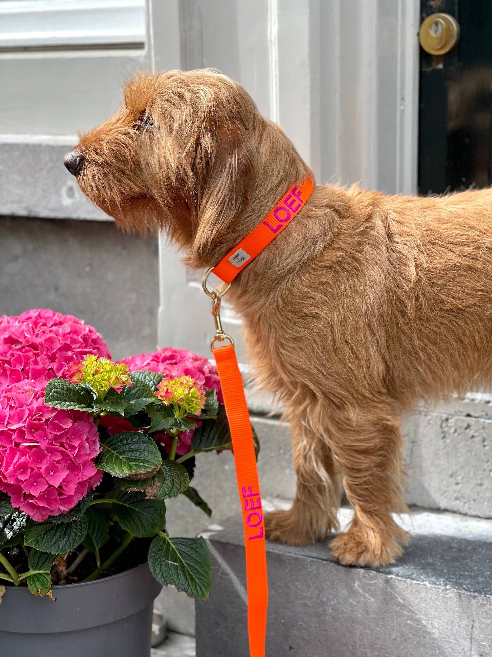 Halsband met naam Orange Charliejoness