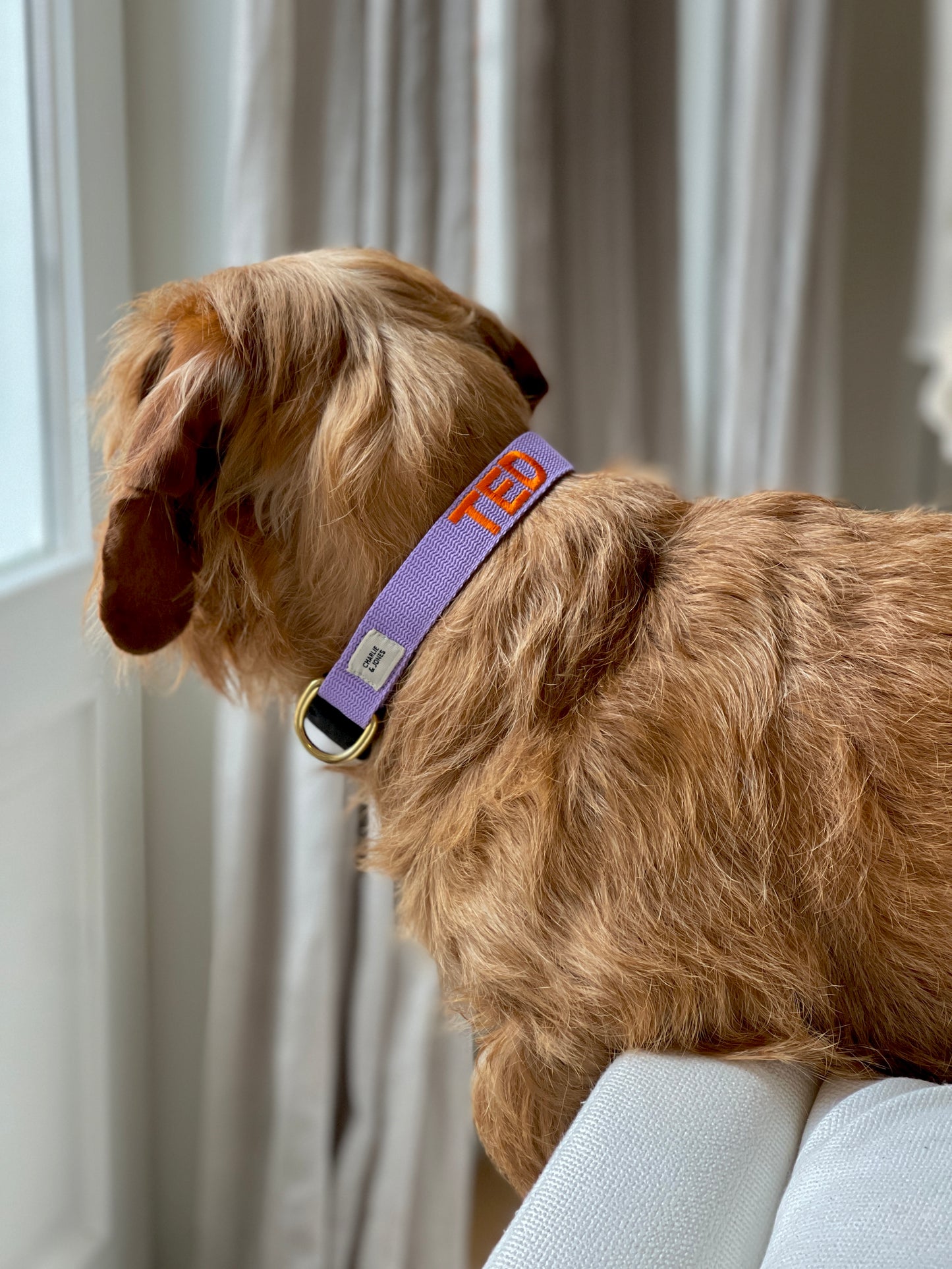 Puppy halsband met naam lila