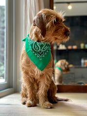 India Green Bandana met naam Charliejoness