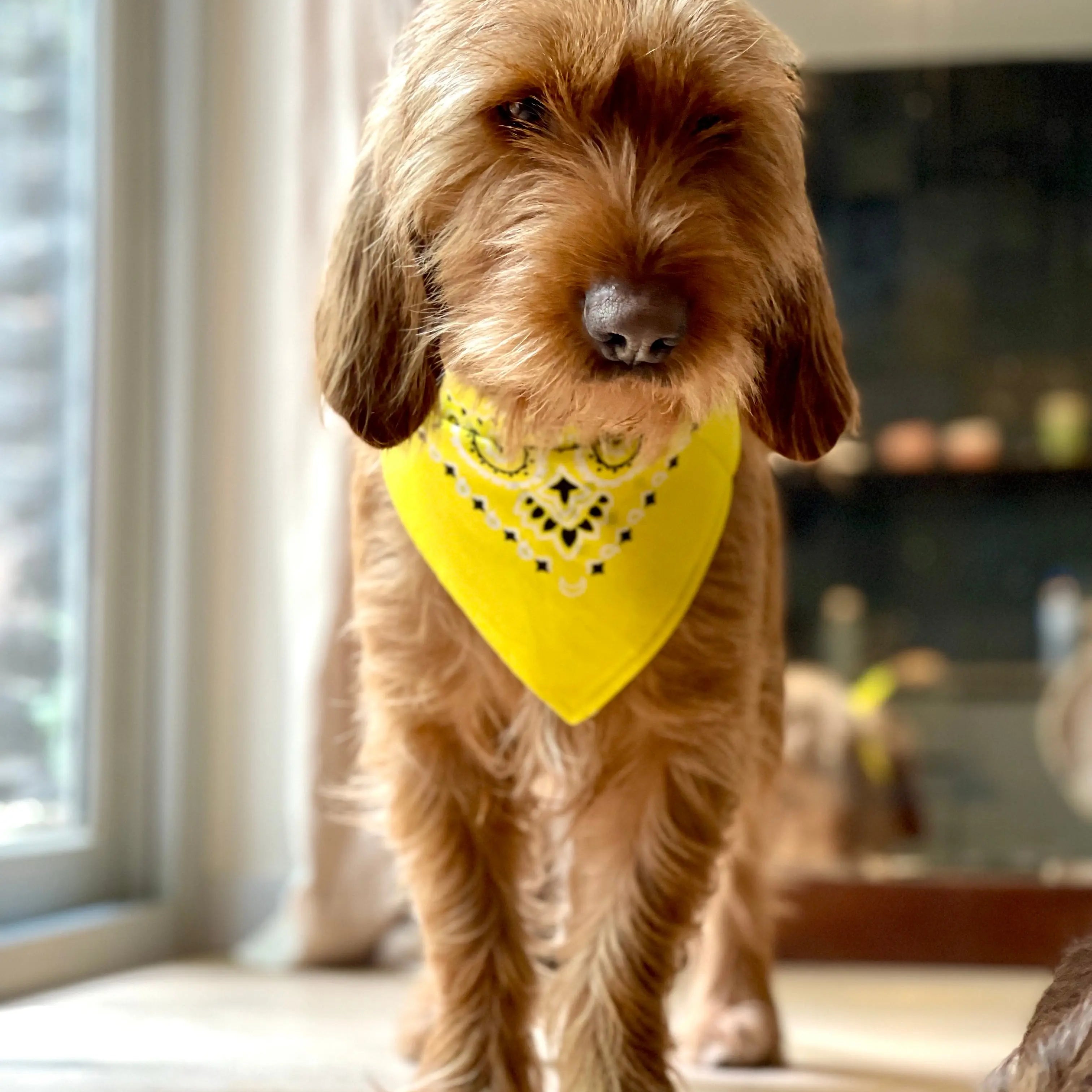 Lemon Bandana met naam Charliejoness
