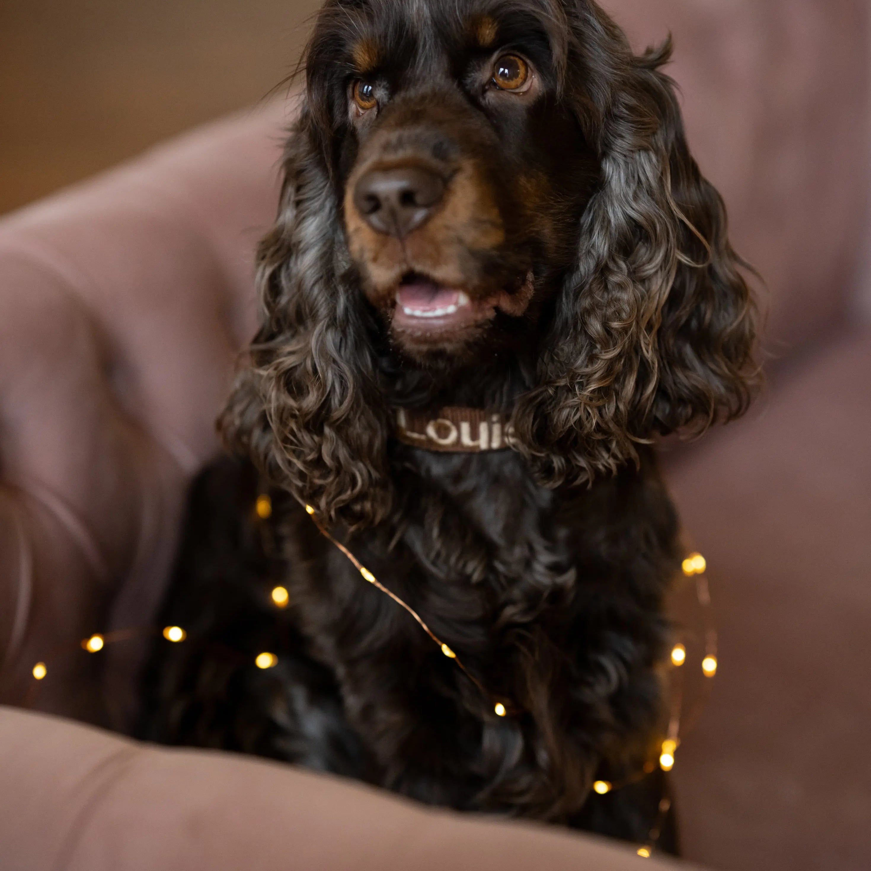 Limited Edition honden halsband Brown Rosé Charliejoness