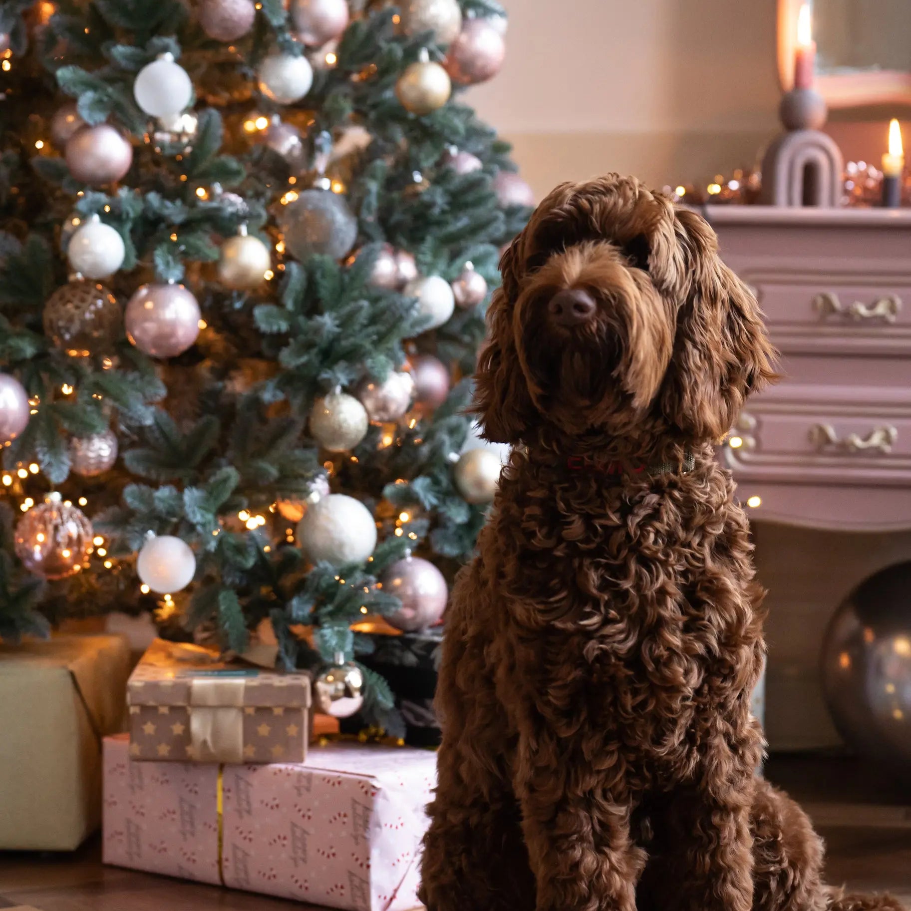 Limited Edition honden halsband Olive Rosé Charliejoness