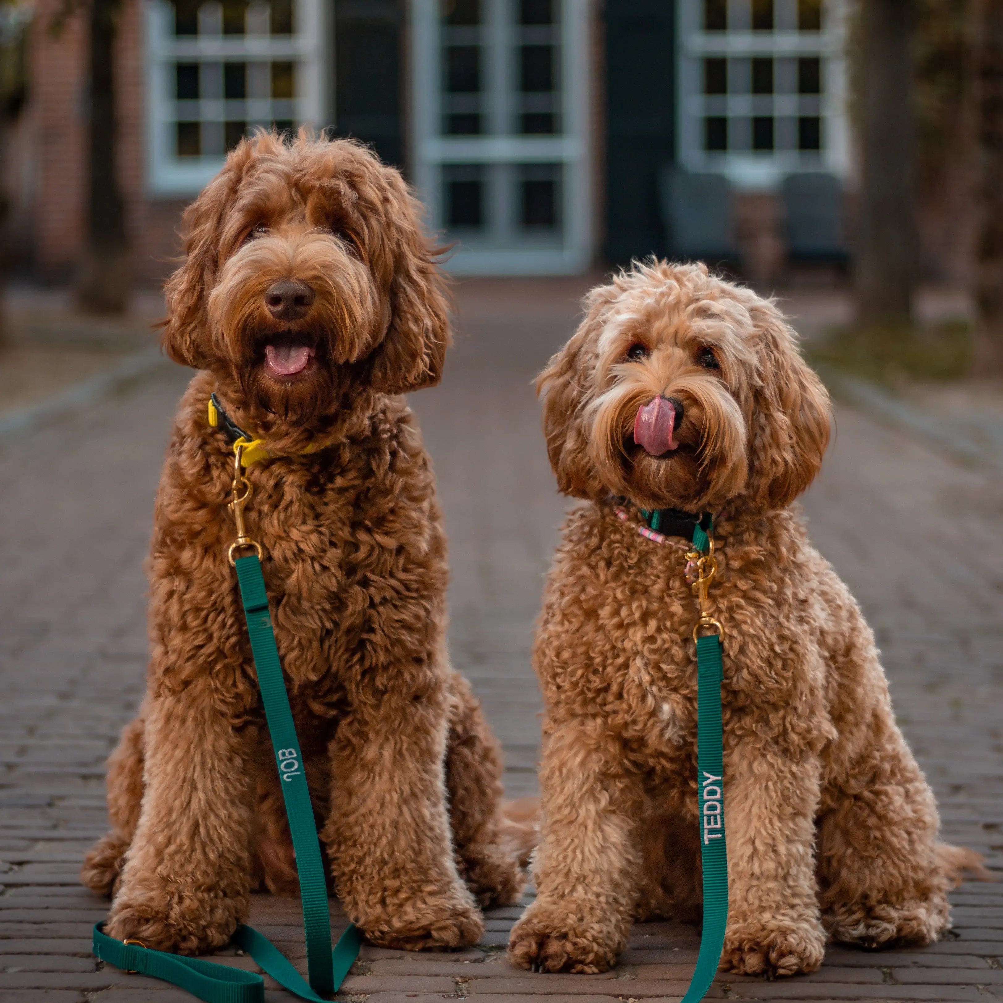 Puppy halsband met naam Hunting green Charliejoness