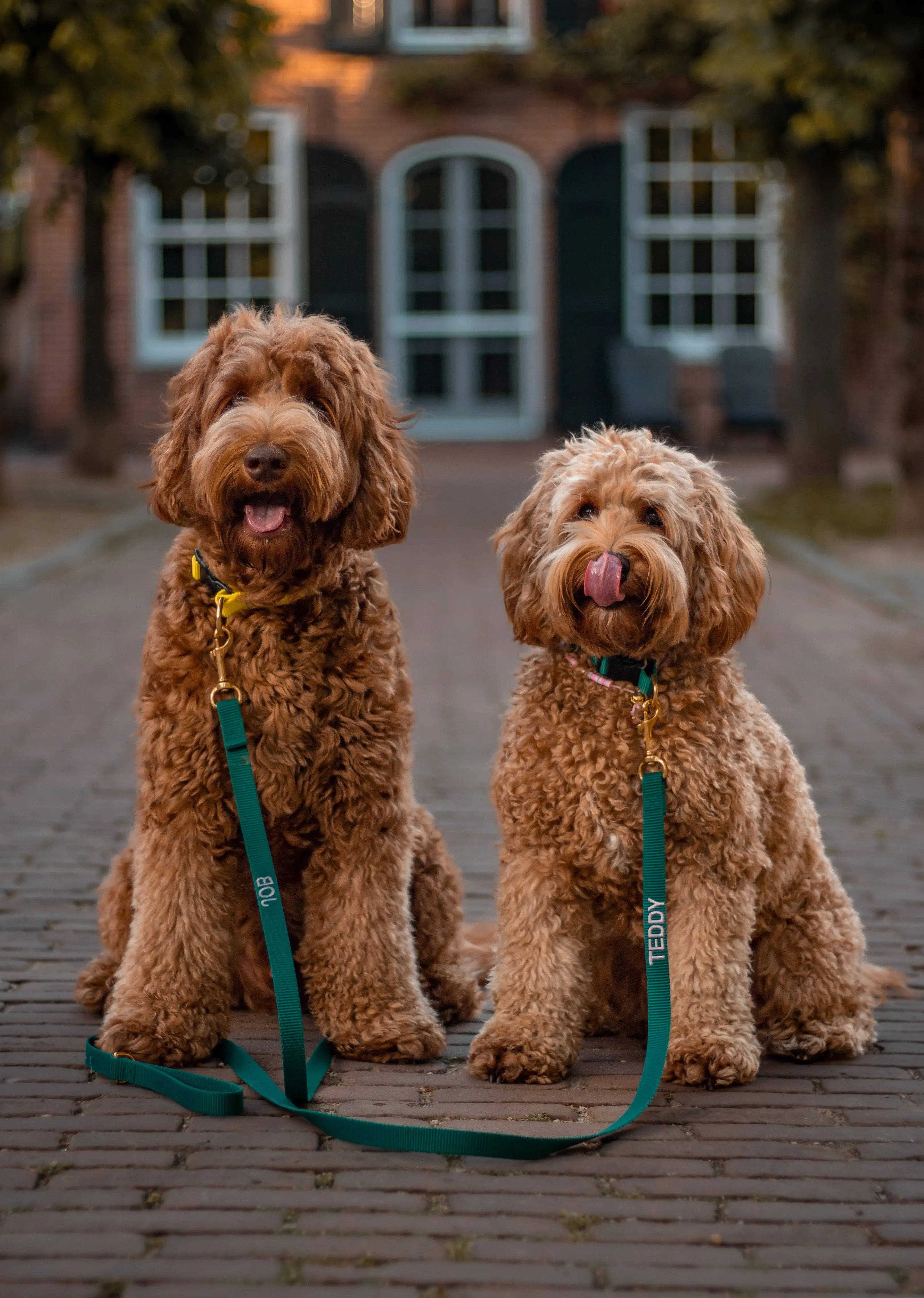 Puppy halsband met naam Hunting green Charliejoness
