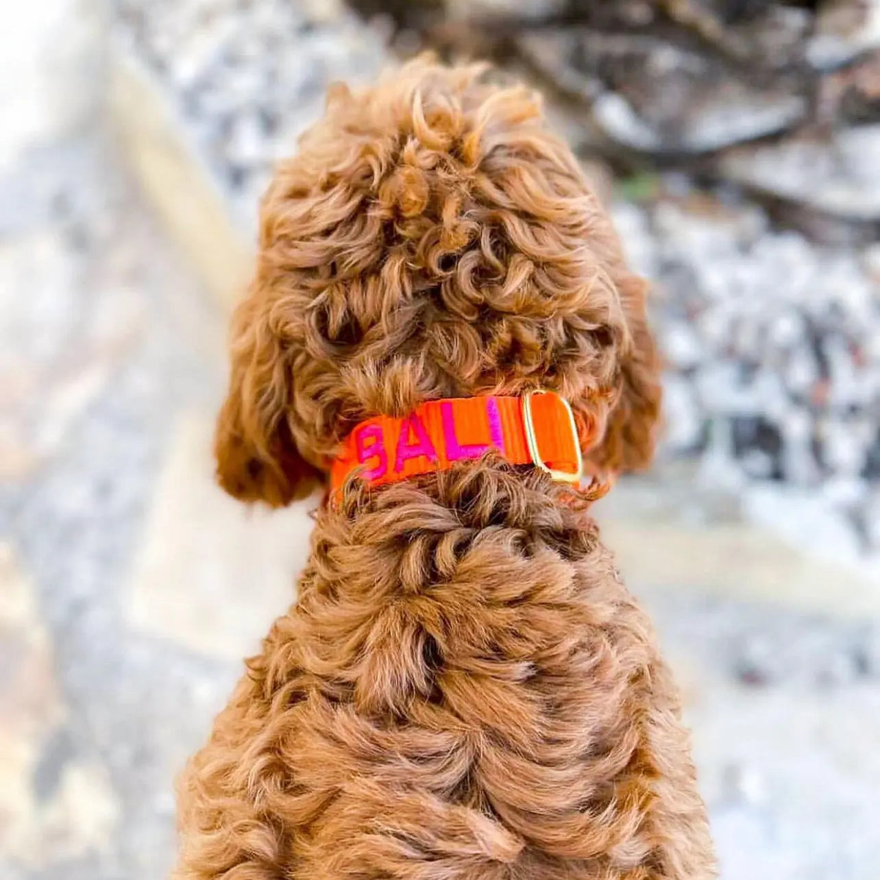 Puppy halsband met naam Orange Charliejoness