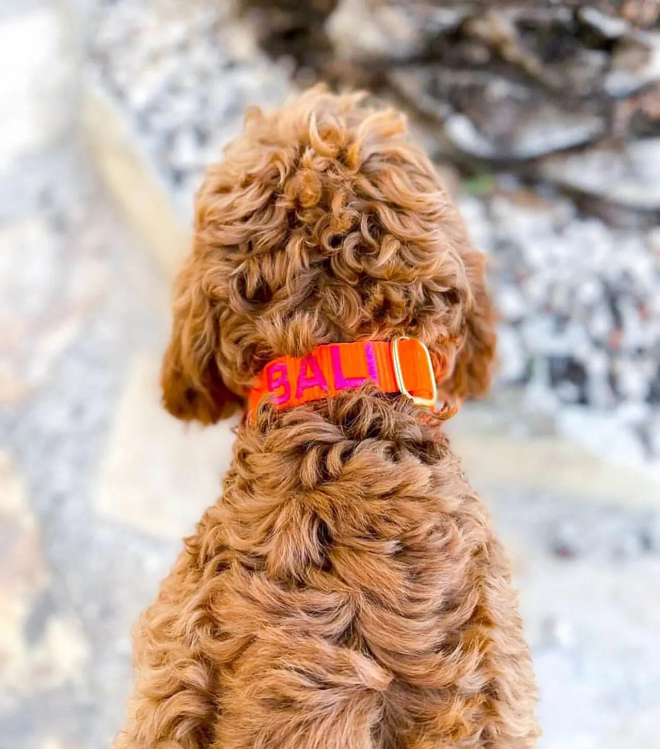 Puppy halsband met naam Orange Charliejoness