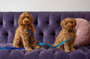 Puppy halsband met naam Royal Blue Charliejoness