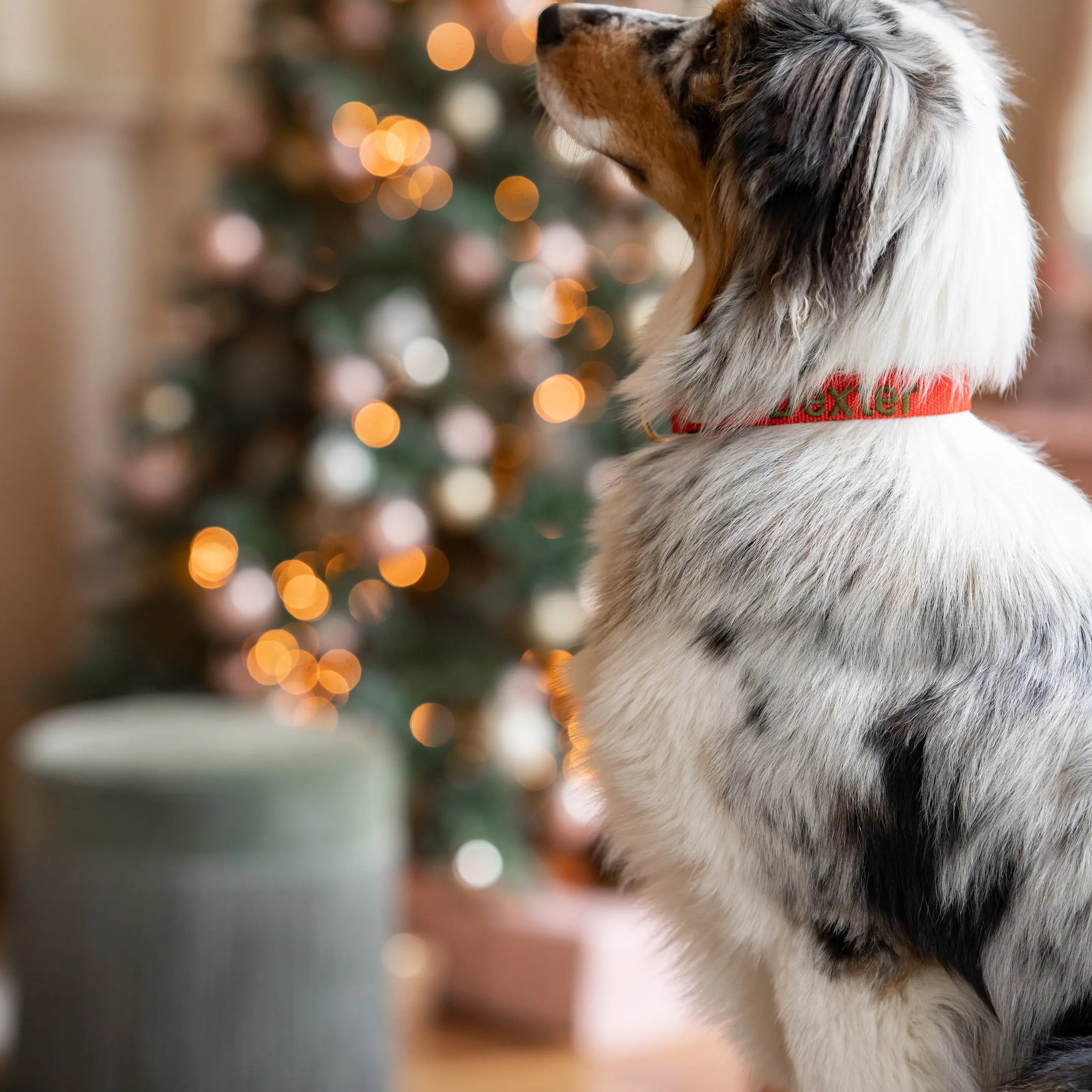 Puppy halsband met naam Ruby Red Charliejoness