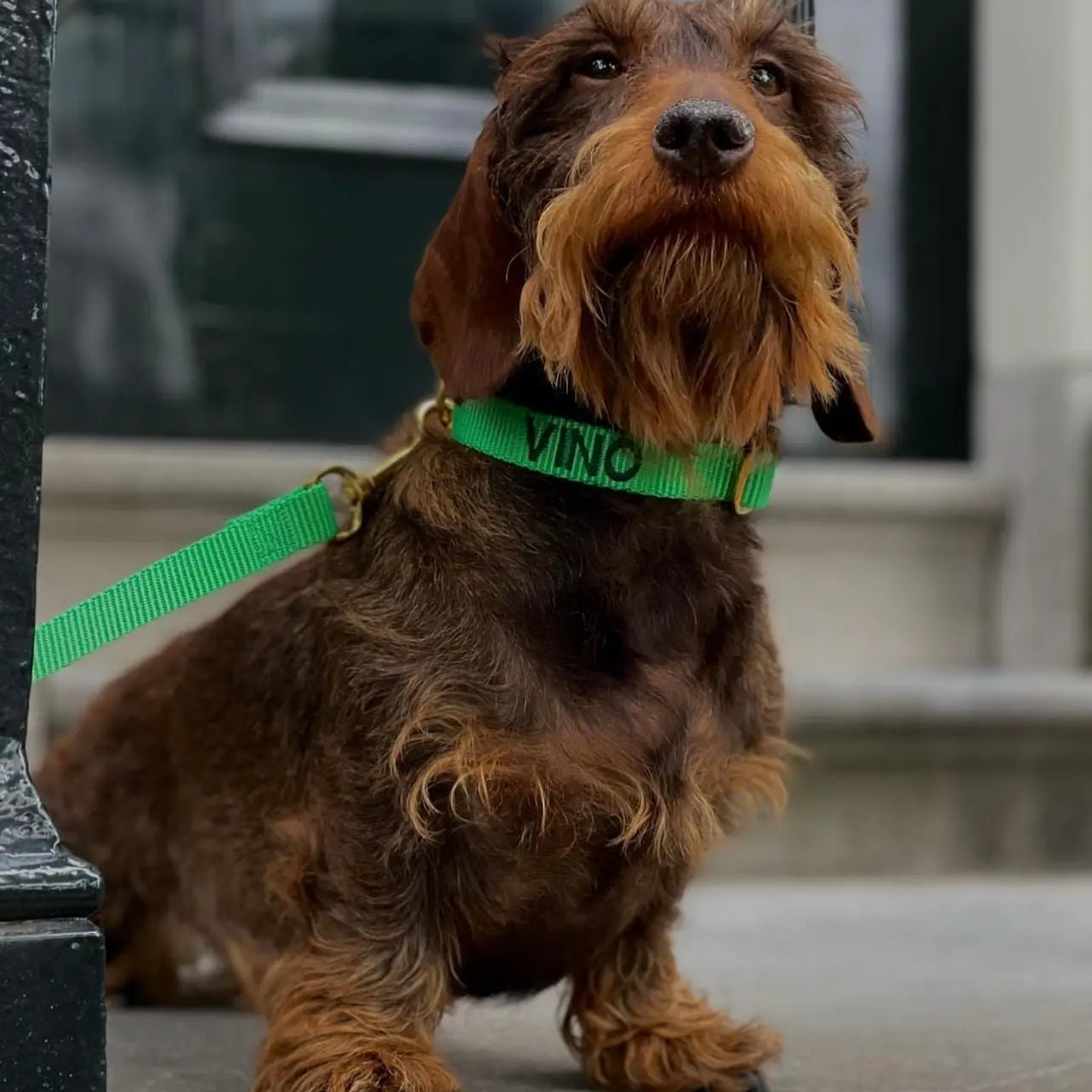 Puppy halsband met naam Spring Green Charliejoness