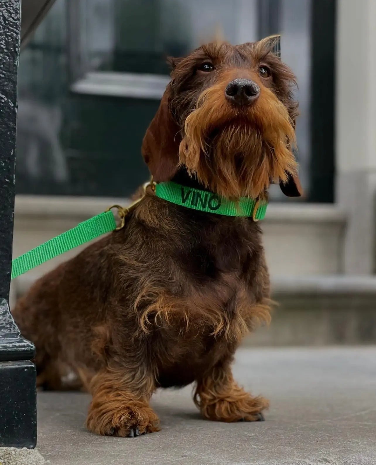 Puppy halsband met naam Spring Green Charliejoness