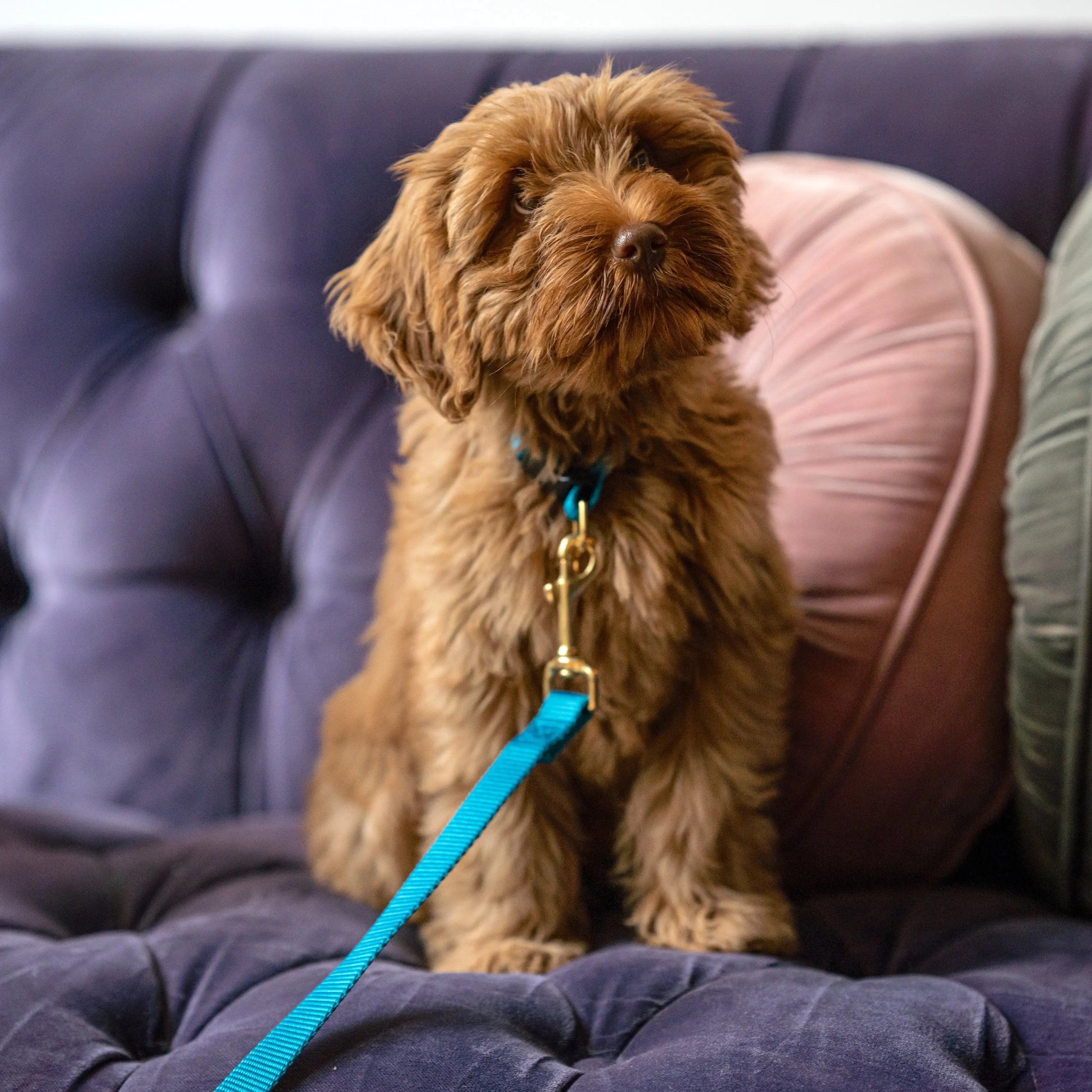 Puppy halsband met naam Teal Charliejoness