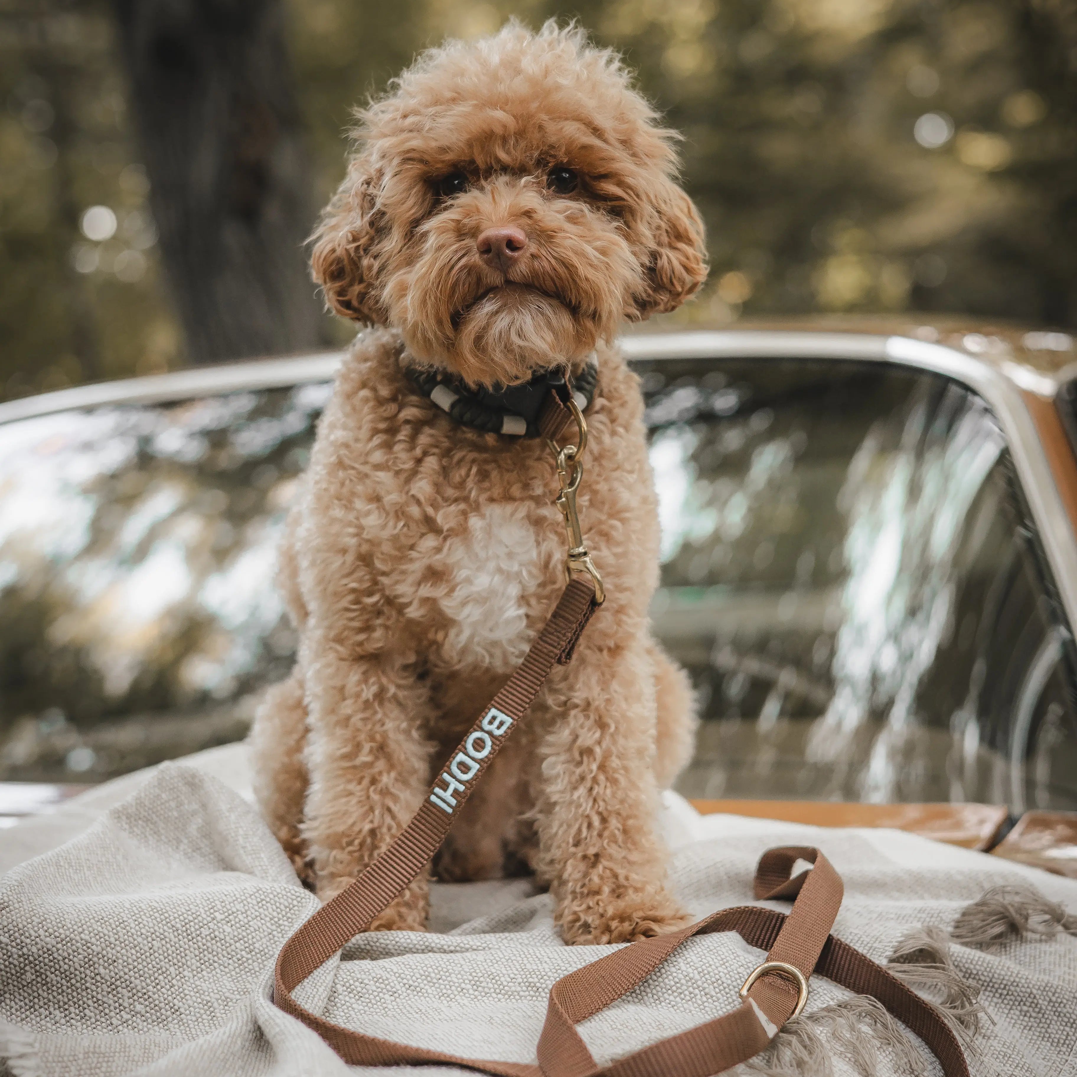 Puppy halsband met naam brown Charliejoness