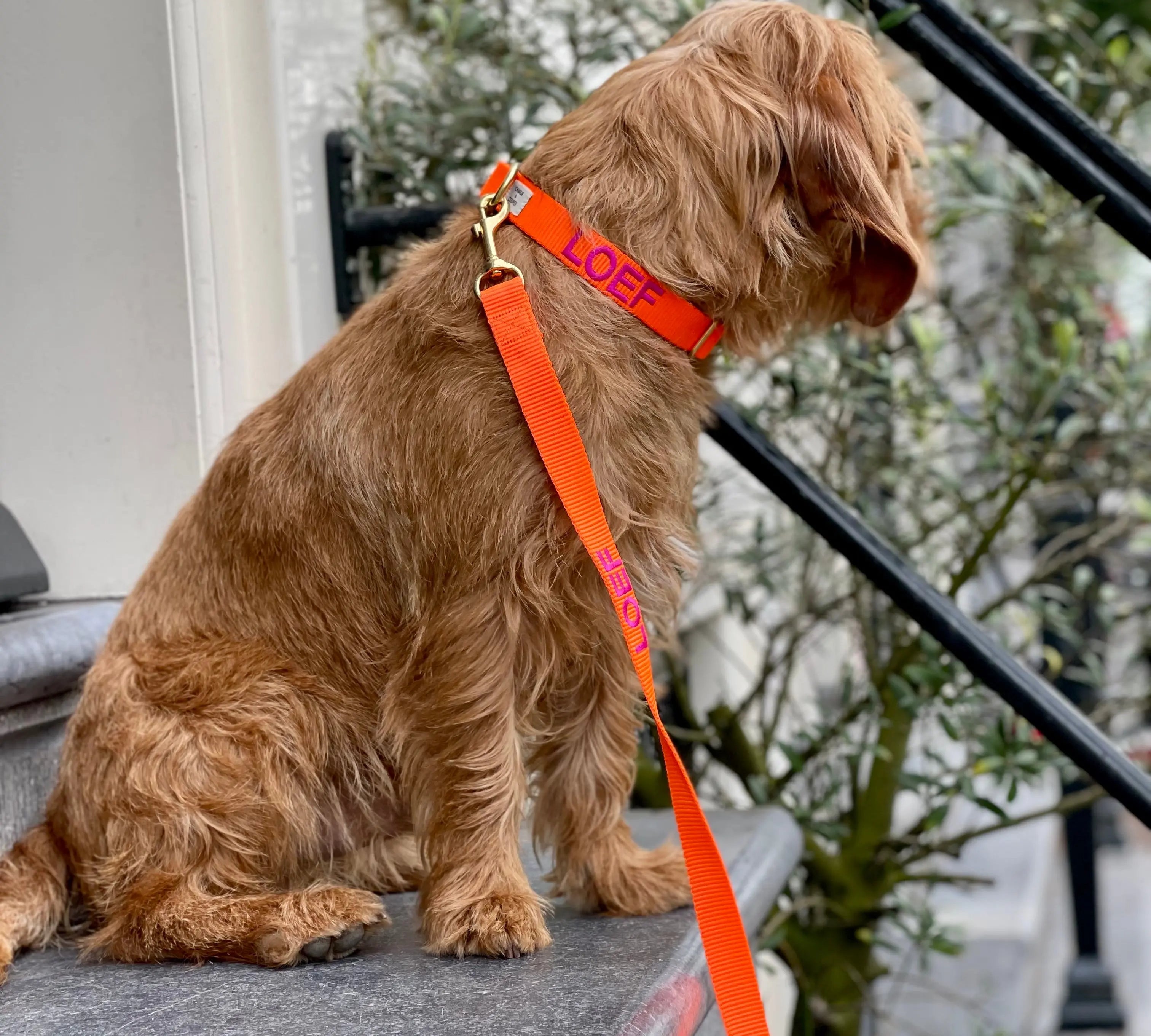 Riem met naam Oranje Charliejoness